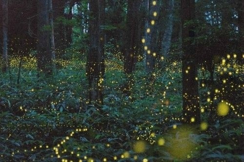 Nuit d'été